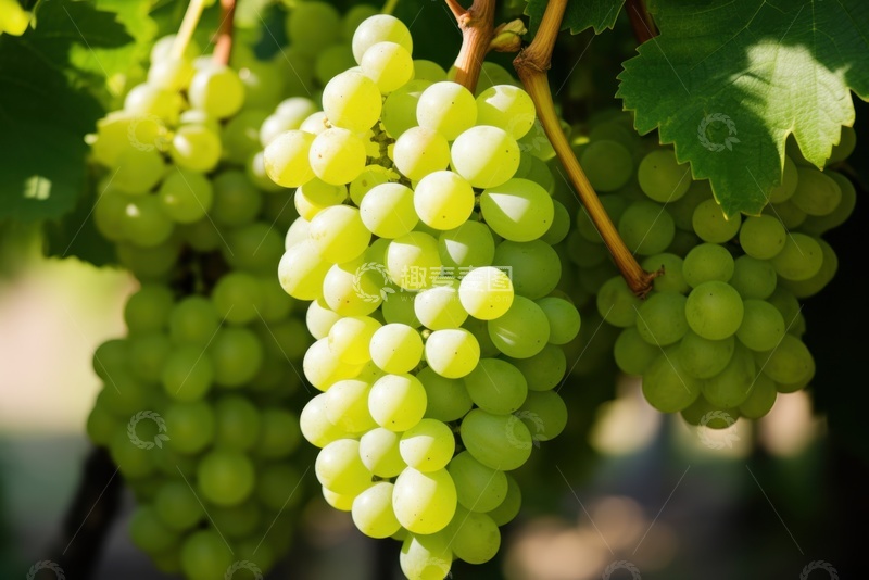 高清大图下载【趣麦麦图】葡萄园里生长的葡萄