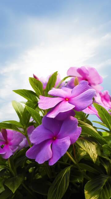 凤仙花   丹蔻  绛雪  