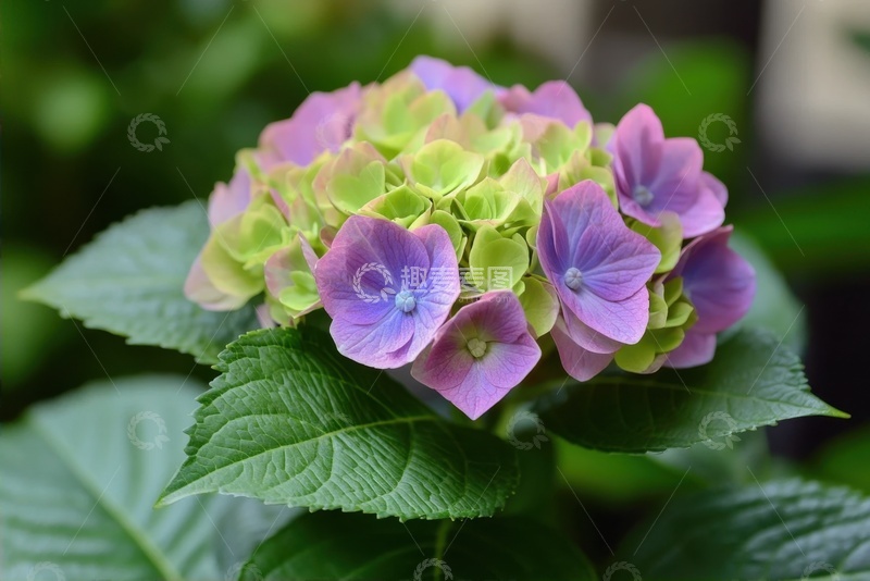 高清大图下载【趣麦麦图】开花的植物绿叶