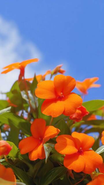 凤仙花  羽客  迸溅  