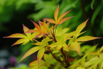 生长的嫩绿色叶片