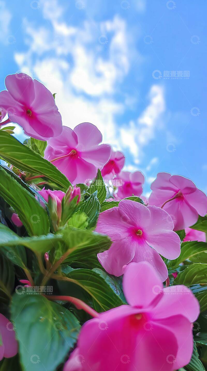 高清大图下载【趣麦麦图】凤仙花  流丹  散霞  