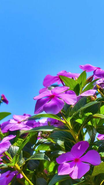 凤仙花  弹跳  瞬华  