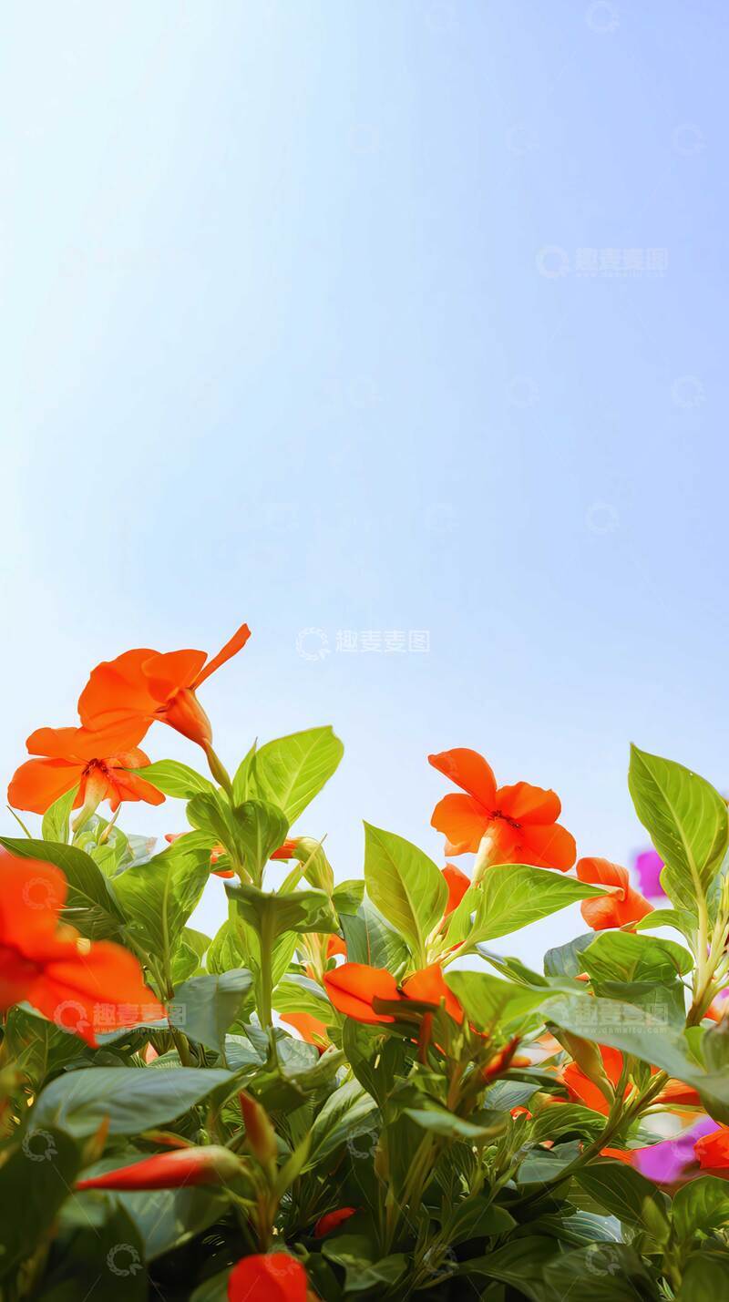 高清大图下载【趣麦麦图】凤仙花  茜影  韶华 