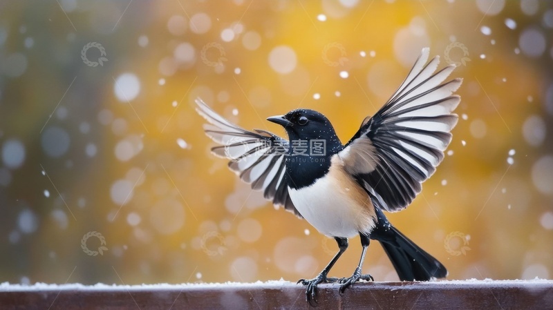 高清大图下载【趣麦麦图】展翅的一只喜鹊