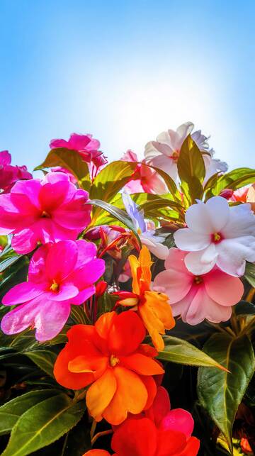凤仙花  羽客  俏丽 