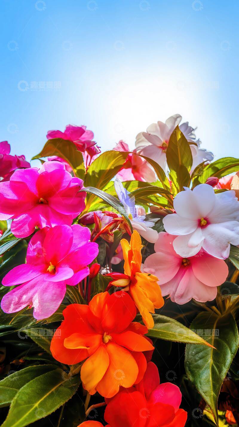 高清大图下载【趣麦麦图】凤仙花  羽客  俏丽 