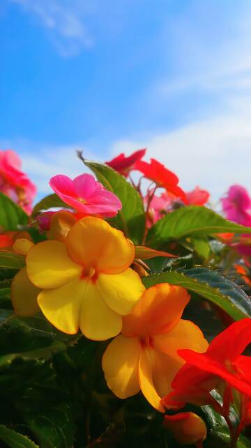 凤仙花  羽客  绯云  