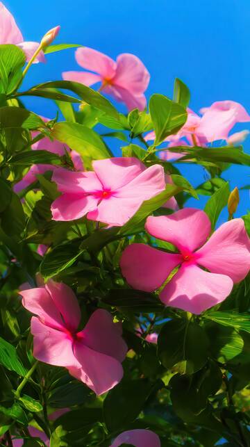 凤仙花  赤玉  媚娘  