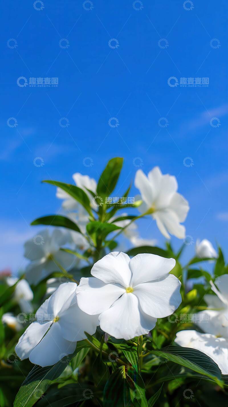 高清大图下载【趣麦麦图】凤仙花  羽客  醉颜  