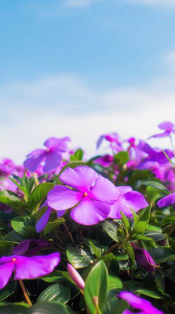 凤仙花  流丹  赤玉