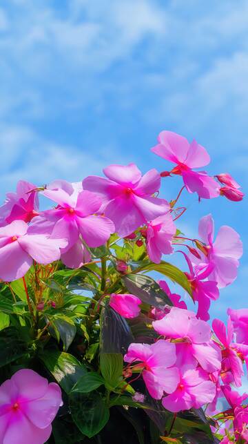 凤仙花  流丹  羽衣  