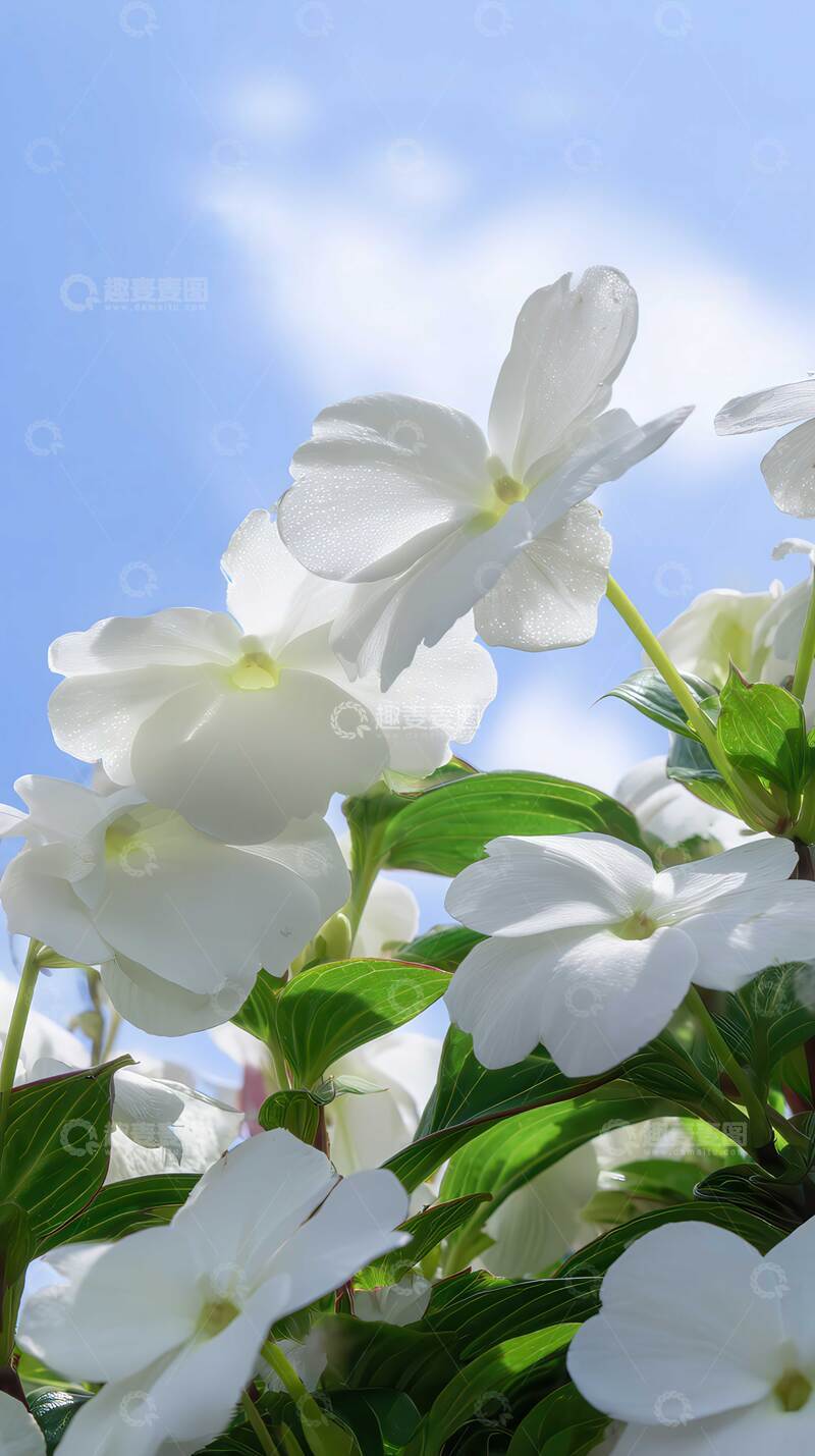 高清大图下载【趣麦麦图】凤仙花  迸溅  媚态  