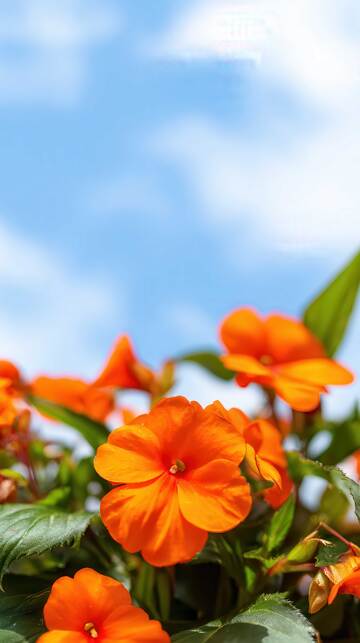 凤仙花  茜影  透骨 