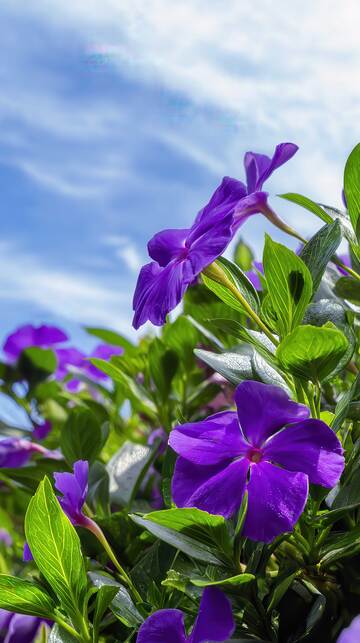 凤仙花  弹跳  绛衣 