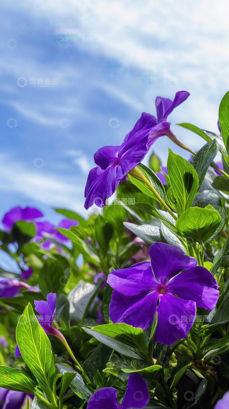 高清大图下载【趣麦麦图】凤仙花  弹跳  绛衣 