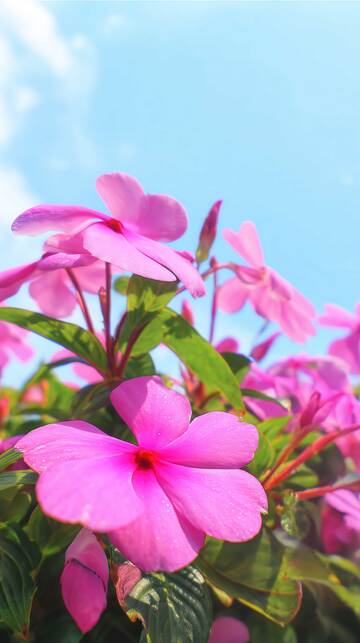 凤仙花  惊鸿  媚娘  