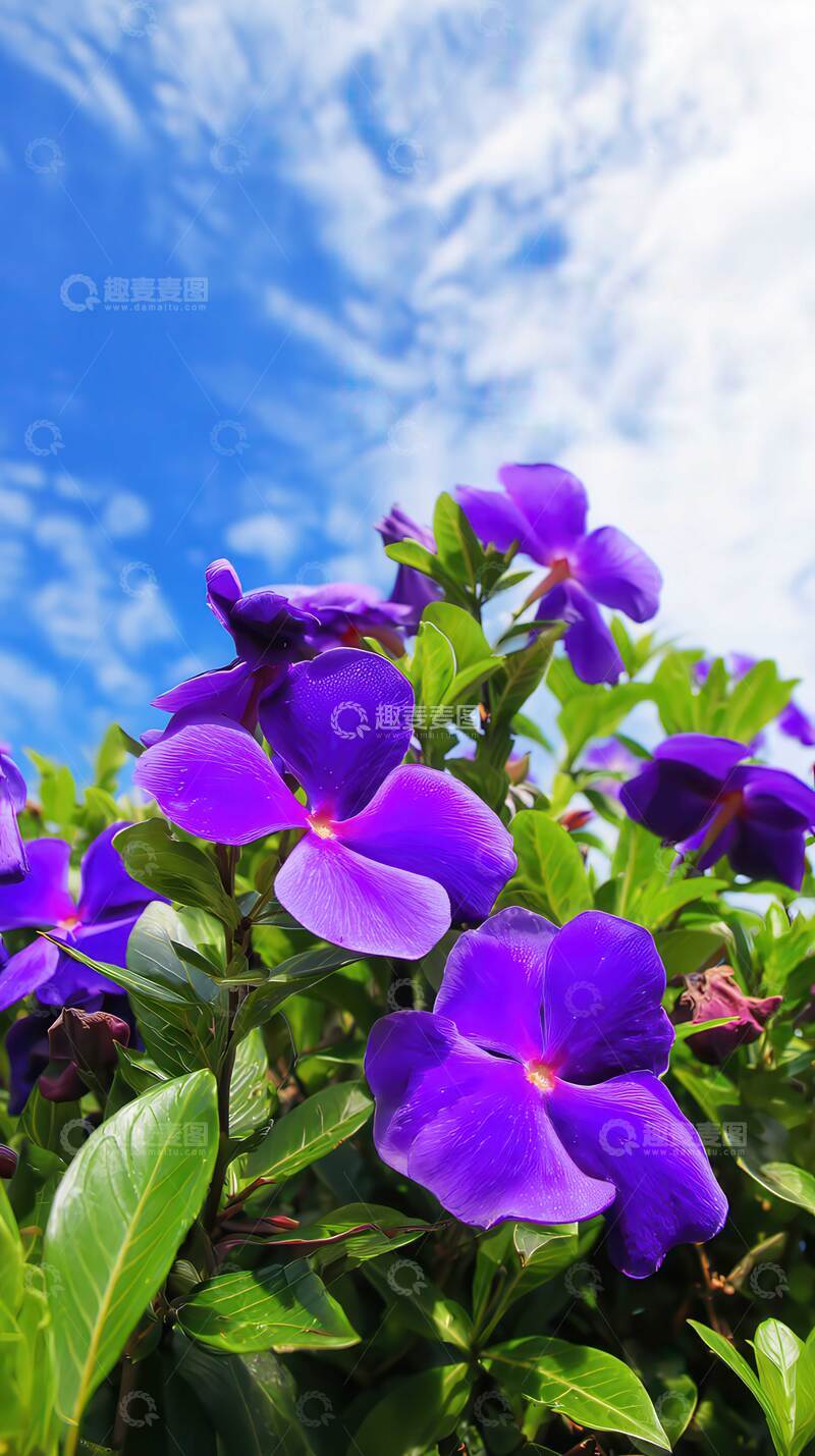 高清大图下载【趣麦麦图】凤仙花  弹跳  彩翼