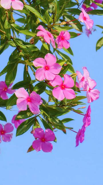 凤仙花  茜影  烂漫 