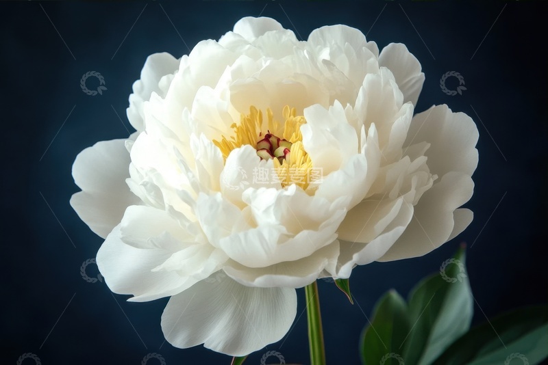 高清大图下载【趣麦麦图】盛开的白色牡丹花