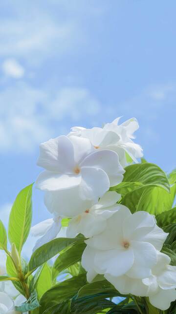 凤仙花  羽客  飞雀  