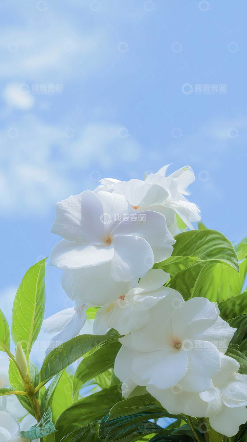 高清大图下载【趣麦麦图】凤仙花  羽客  飞雀  