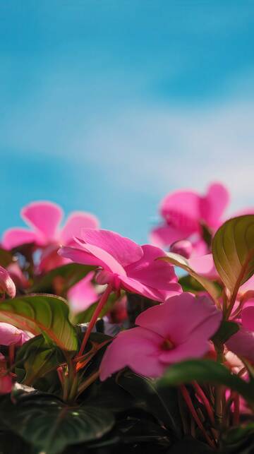 凤仙花  茜影  急性 