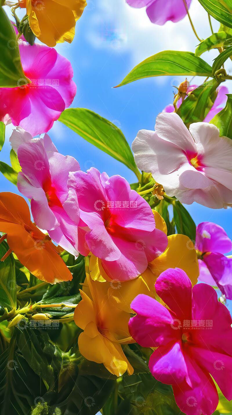 高清大图下载【趣麦麦图】凤仙花  羽客  弹指  