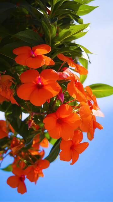 凤仙花  急性  巧婢 