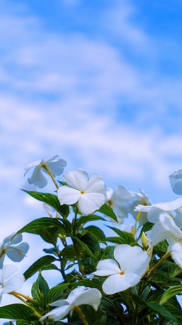 凤仙花  锦羽  媚态  