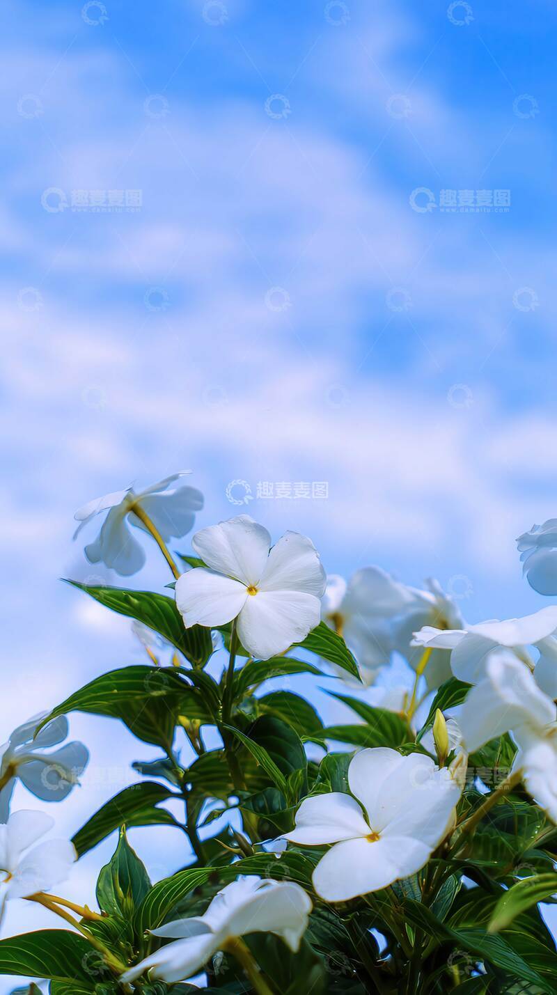 高清大图下载【趣麦麦图】凤仙花  锦羽  媚态  