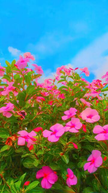 凤仙花  流丹  精灵  