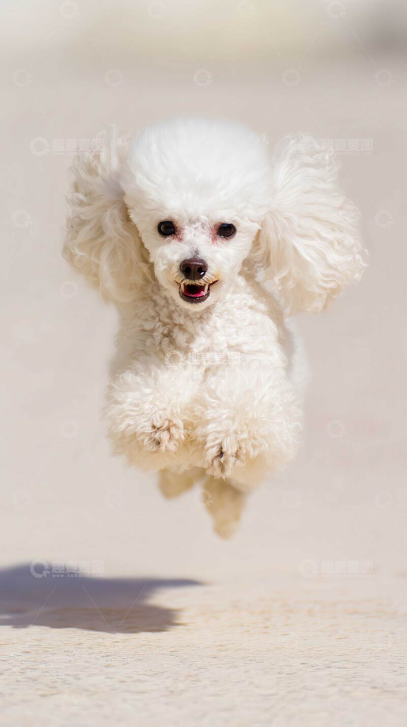 高清大图下载【趣麦麦图】汪星人  守护  傲娇  