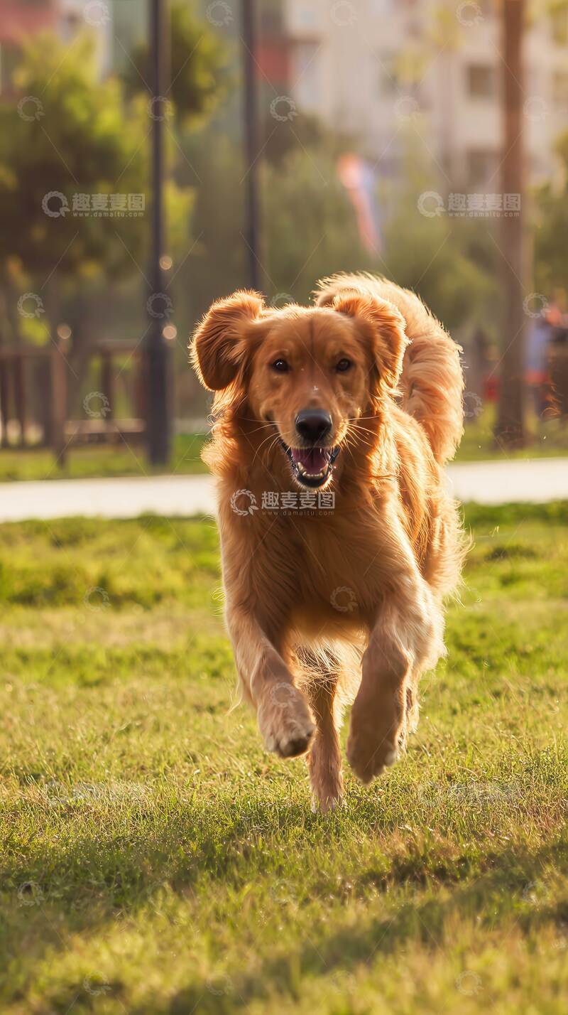 高清大图下载【趣麦麦图】汪星人  暖男  绅士   