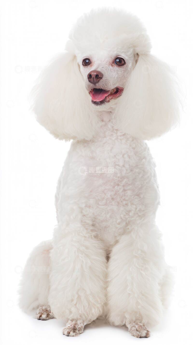 高清大图下载【趣麦麦图】汪星人  守护 精致  