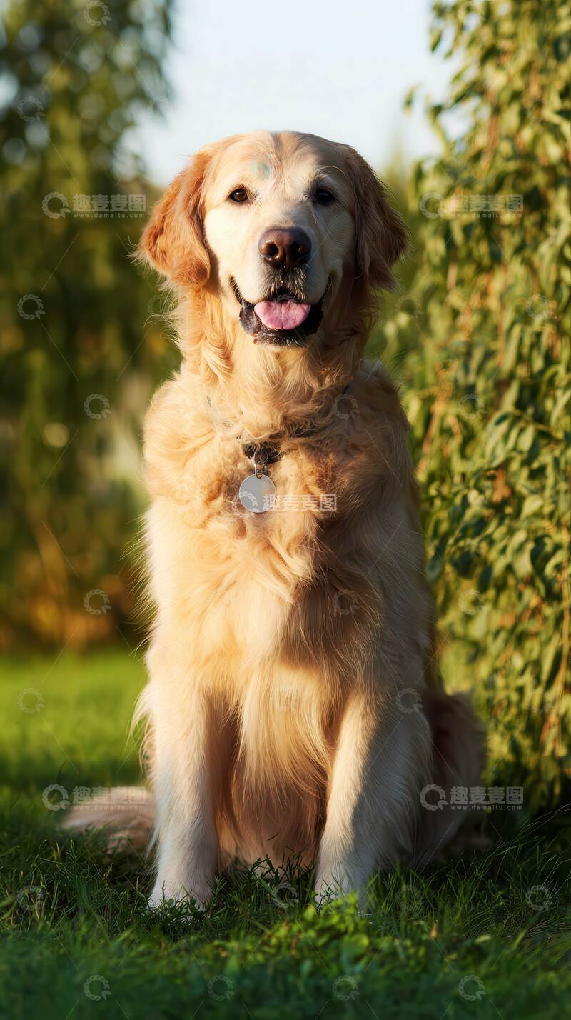 高清大图下载【趣麦麦图】汪星人  暖男  聪慧  