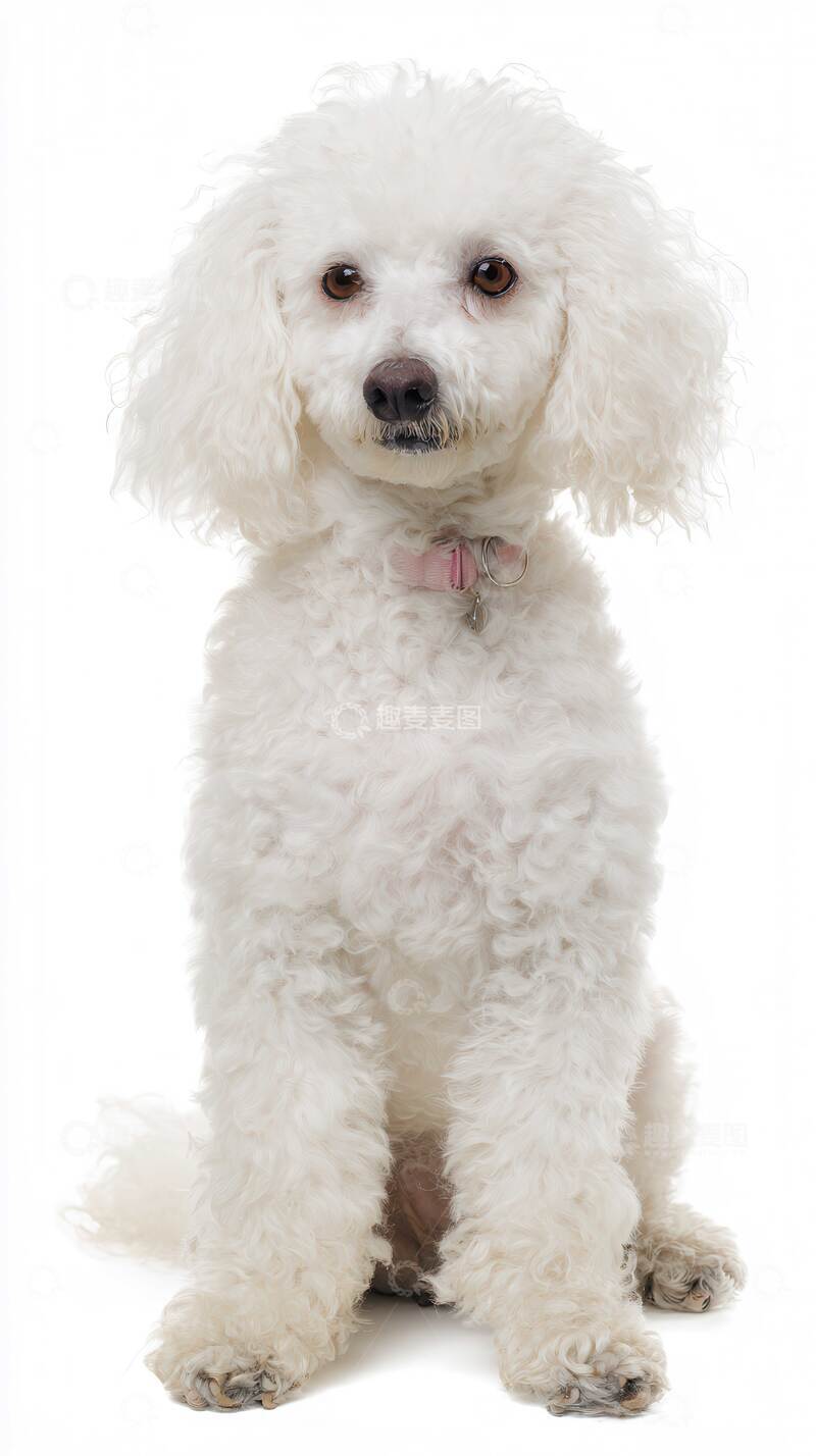 高清大图下载【趣麦麦图】汪星人  守护  灵动  