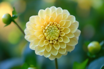 盛开的黄色菊花