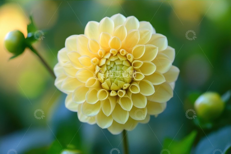 高清大图下载【趣麦麦图】盛开的黄色菊花