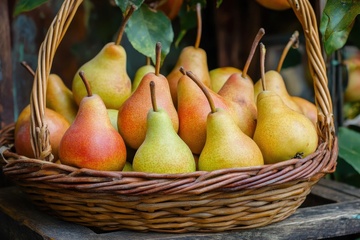 一篮子熟透的巴梨