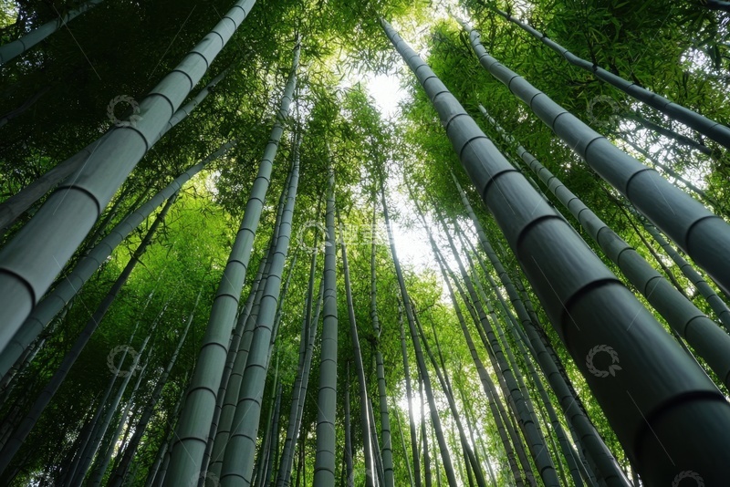 高清大图下载【趣麦麦图】翠绿色的竹林竹子