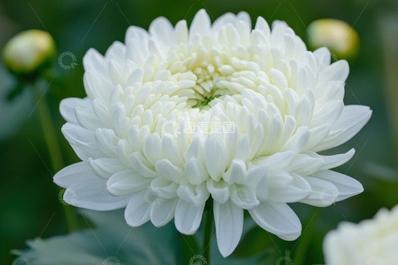 高清大图下载【趣麦麦图】盛开的白色大菊花
