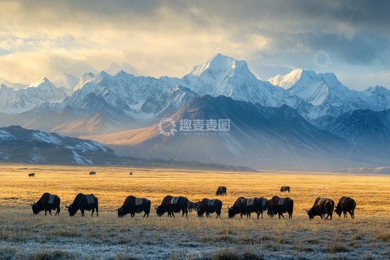 高清大图下载【趣麦麦图】西藏山脚下的牦牛群