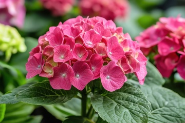 盛开的玫红色花朵