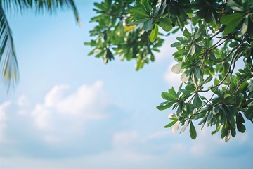 蓝天绿树清新风景