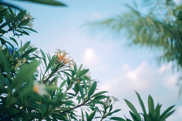 蓝天绿植日光风景