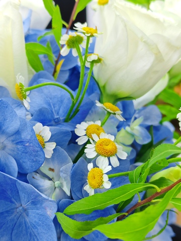 花束，白玫瑰，蓝绣球，