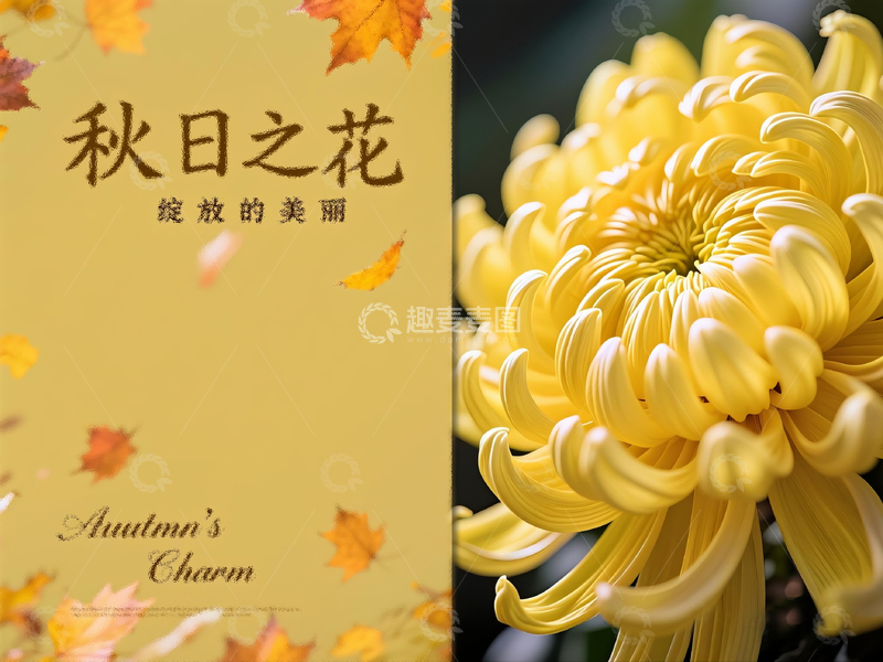 源文件下载【趣麦麦图】秋日之花菊花海报