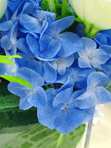 花束，白玫瑰，蓝绣球，绿叶，花艺，清新