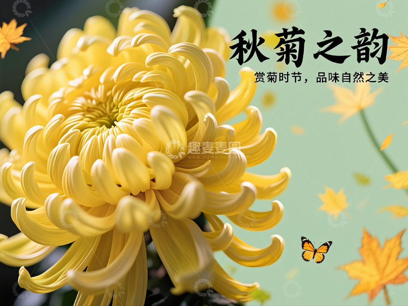 高清大图下载【趣麦麦图】秋菊之韵菊花素材海报